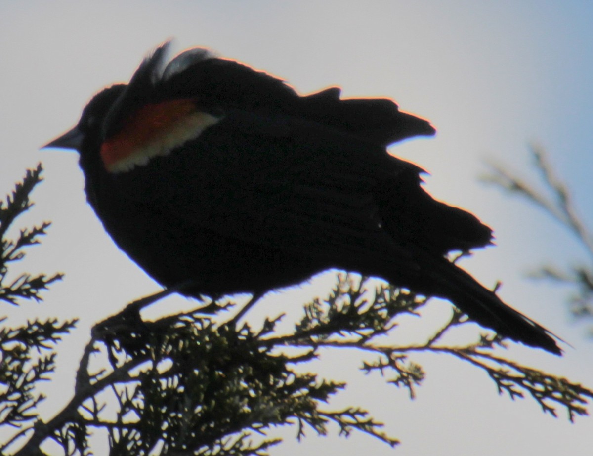 Red-winged Blackbird (Red-winged) - Samuel Harris