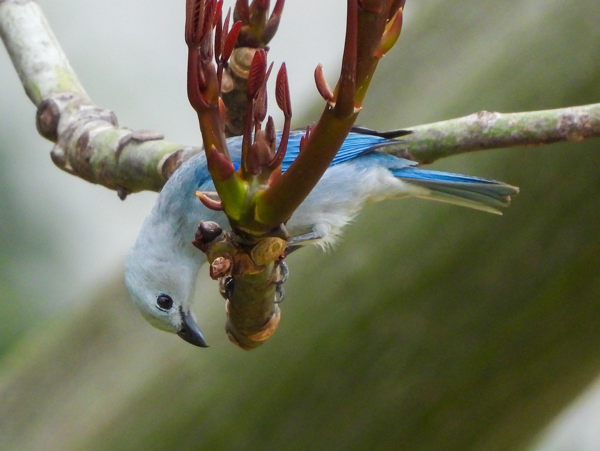 Blue-gray Tanager - Nancy Eckardt