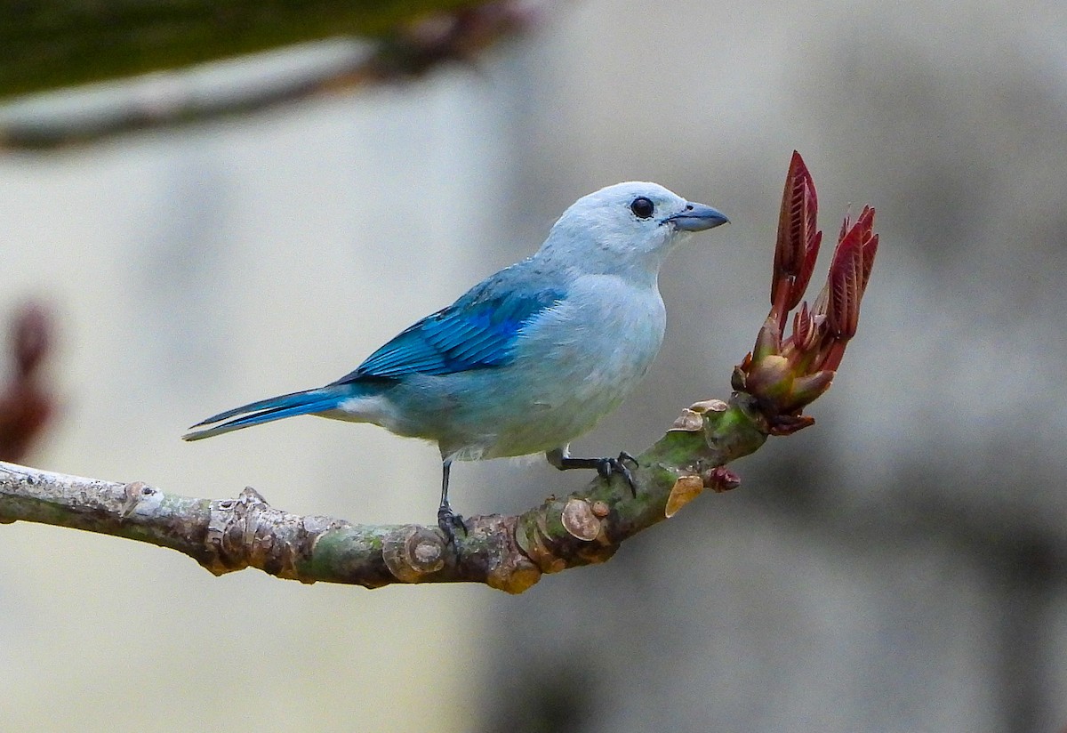 Blue-gray Tanager - Nancy Eckardt