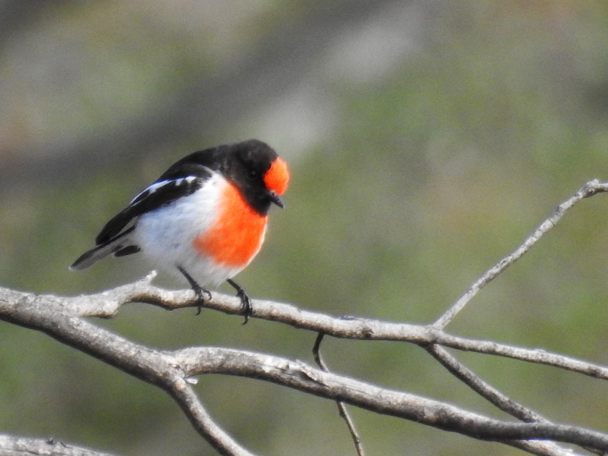 Red-capped Robin - Trevor Ross