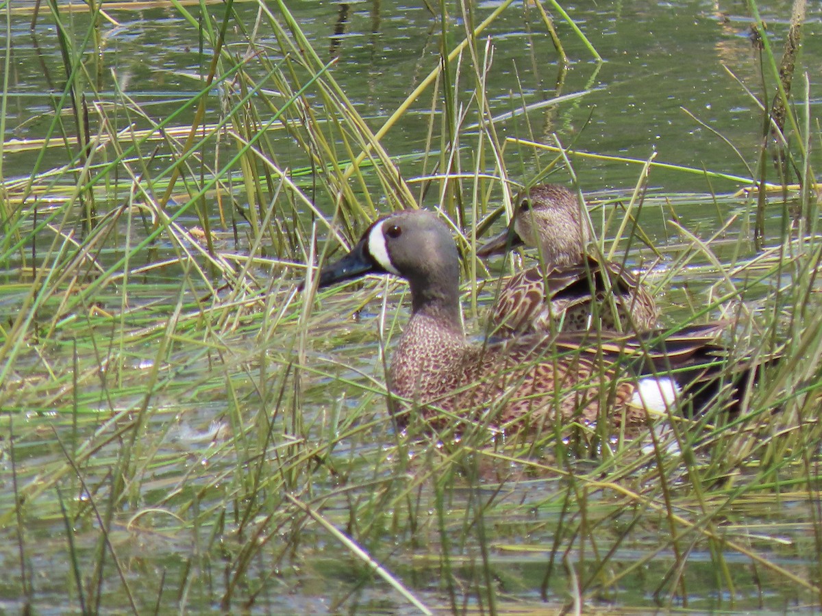 Blue-winged Teal - Kathleen Williams