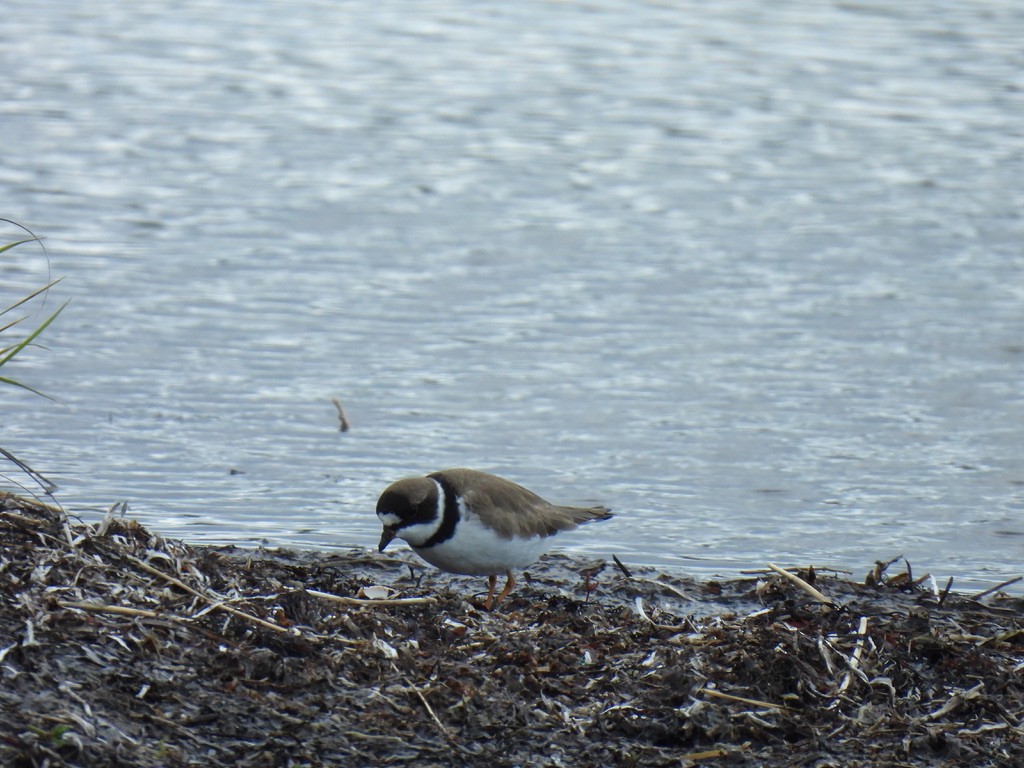 Semipalmated Plover - Nasketucket Bird Club