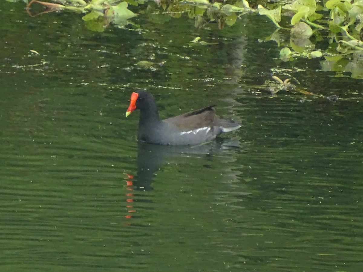 Common Gallinule - Baylor Cashen