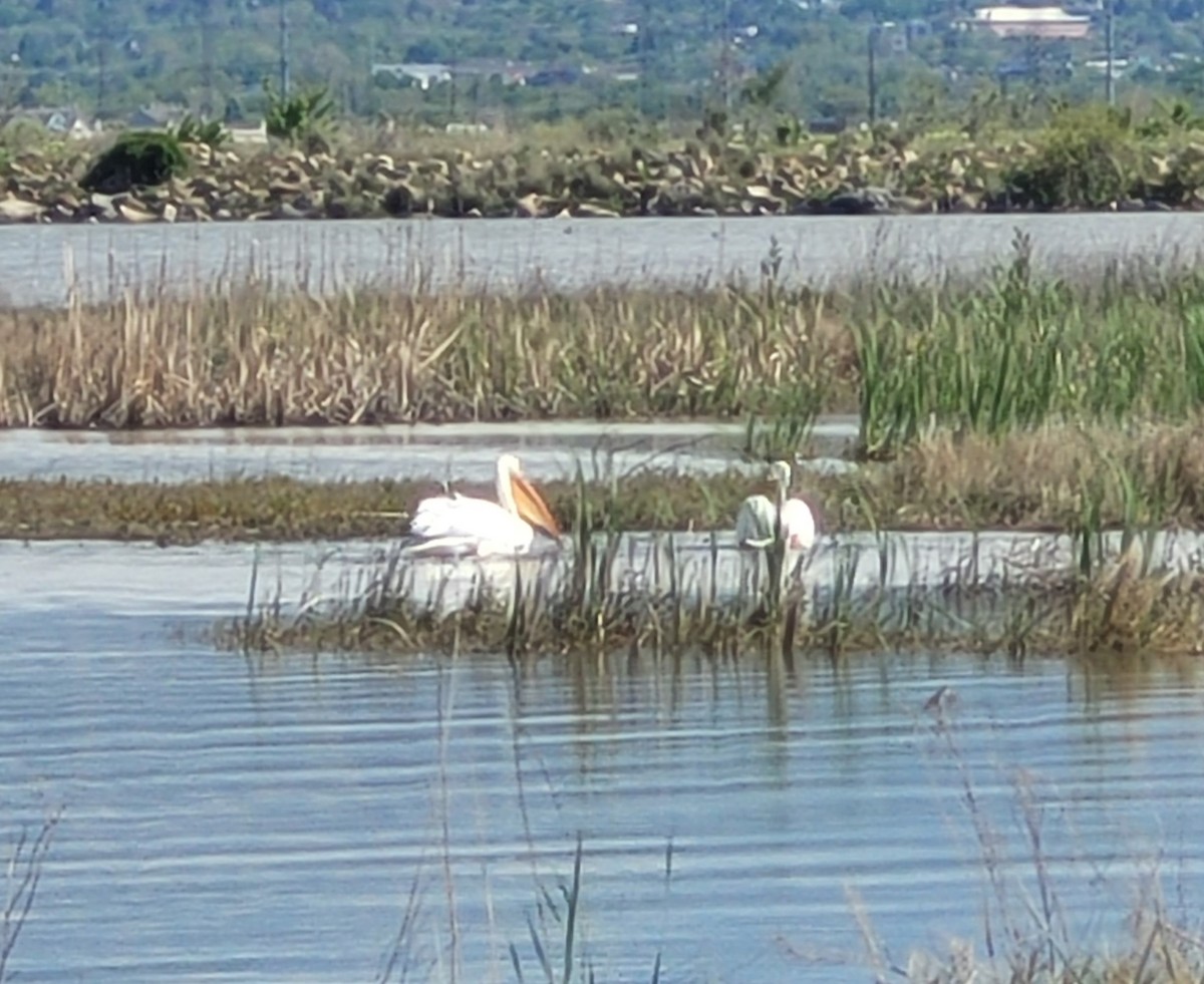 American White Pelican - Alyson DeNittis