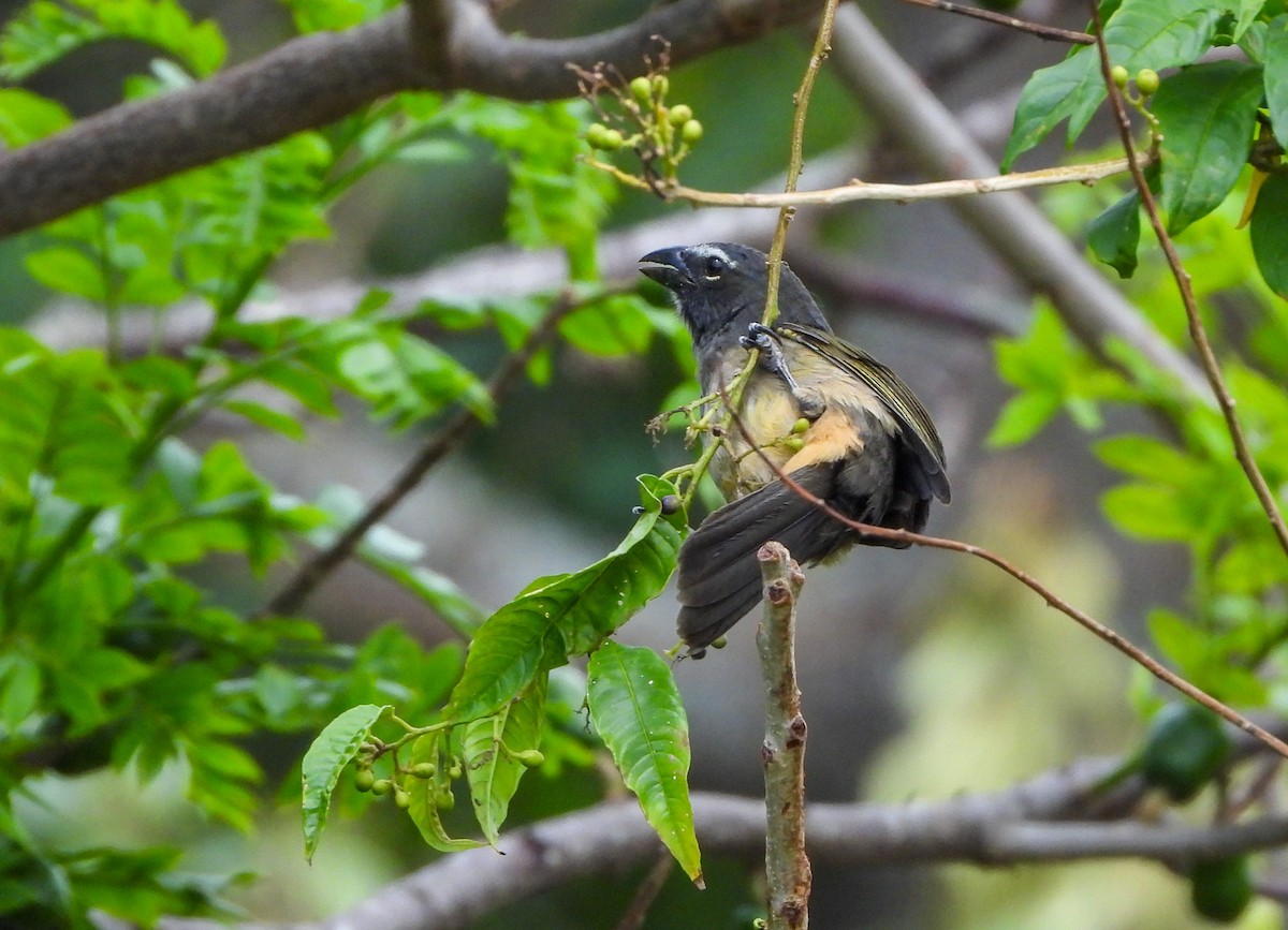 Cinnamon-bellied Saltator - Nancy Eckardt