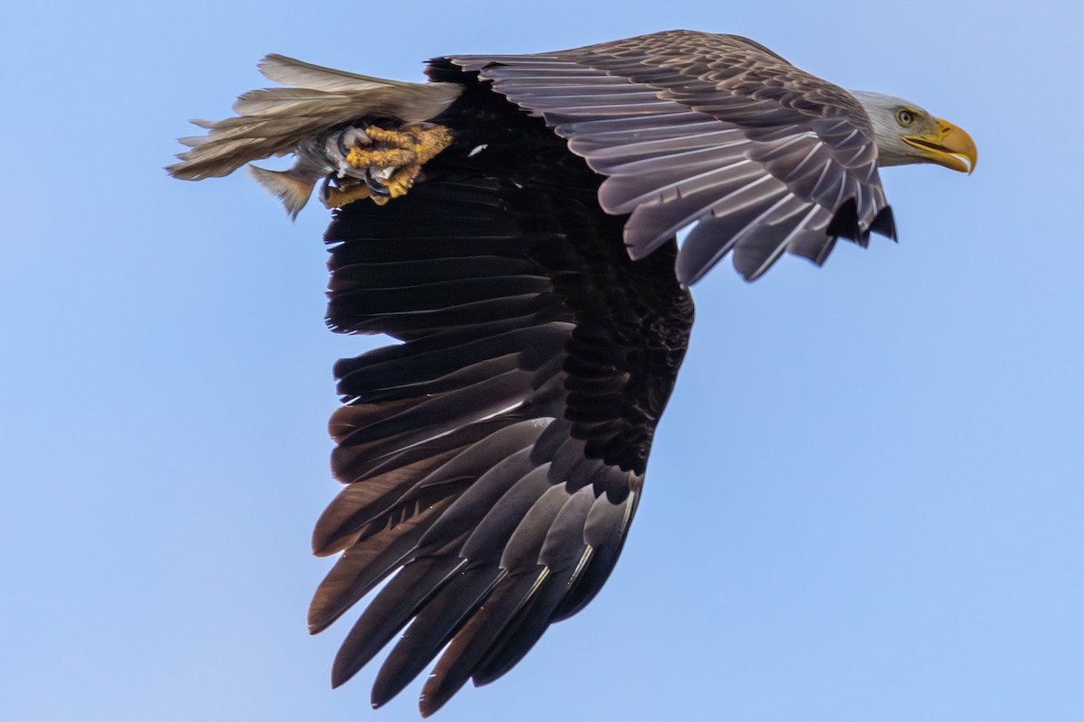 Bald Eagle - Joe Schuller