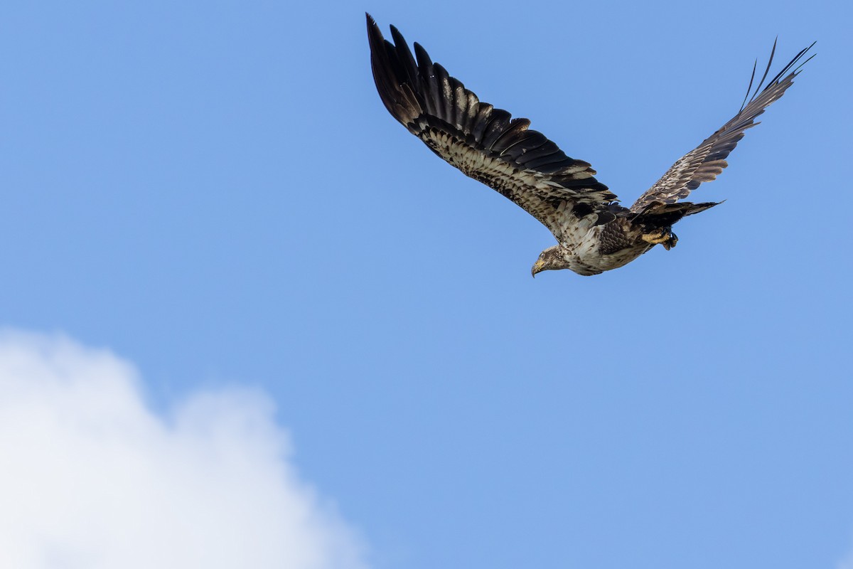 Bald Eagle - Joe Schuller