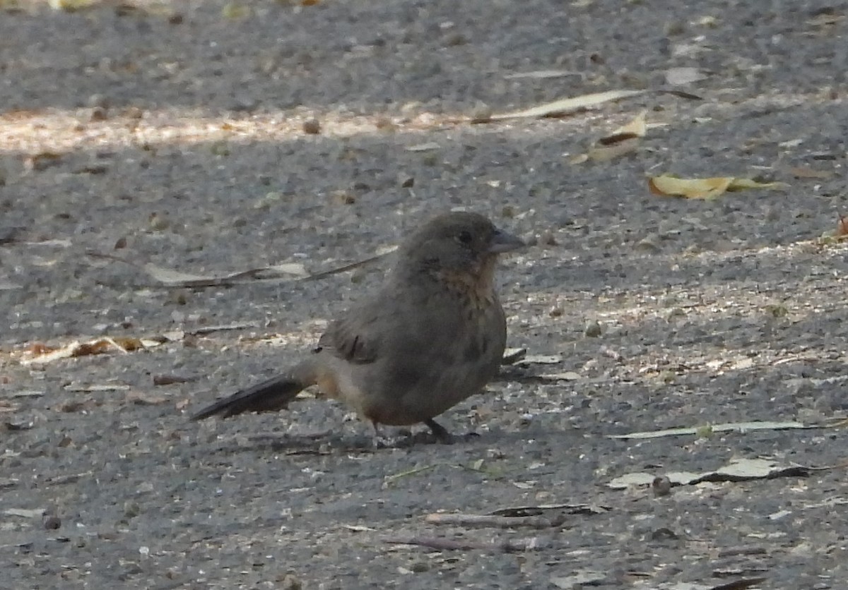 Canyon Towhee - Guadalupe Esquivel Uribe