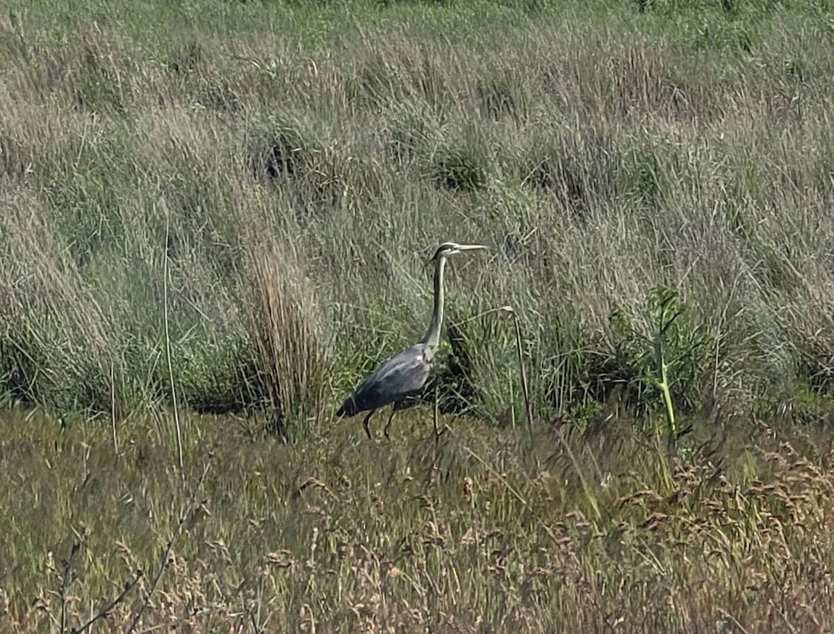 Great Blue Heron - Alyson DeNittis