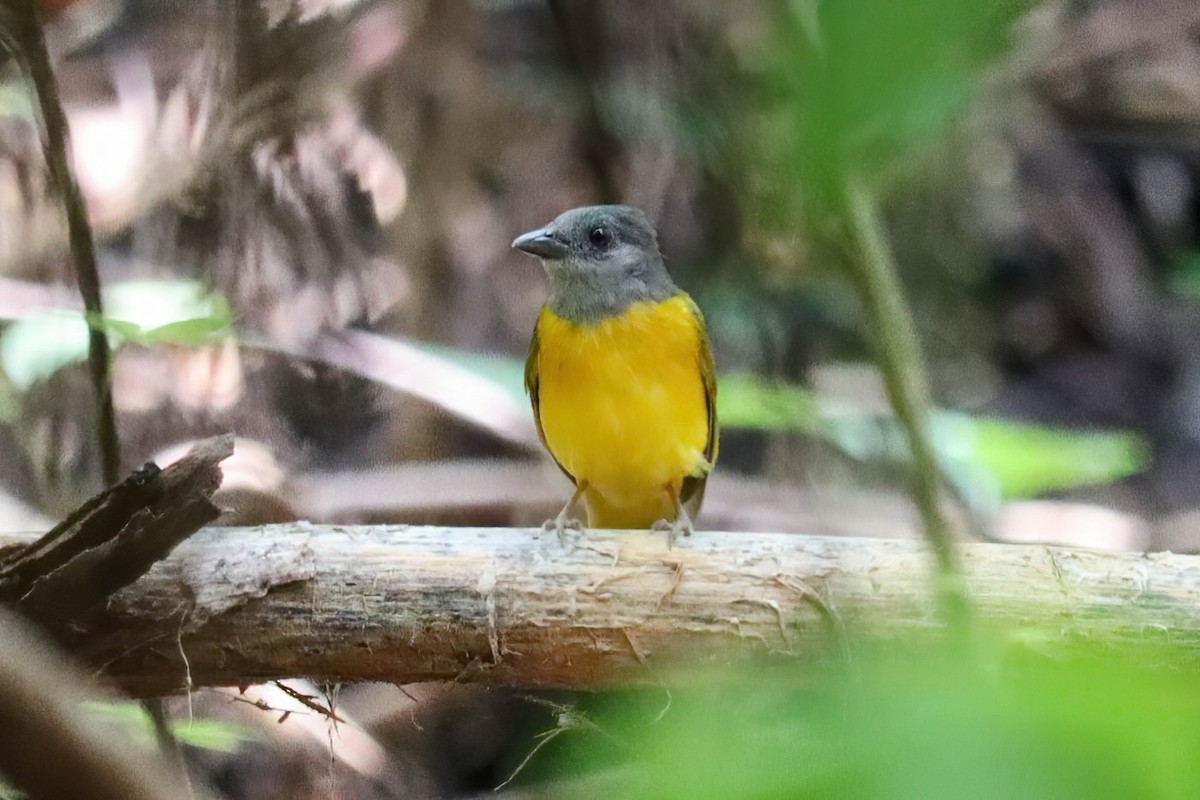 Gray-headed Tanager - Jose Abelardo Sanchez