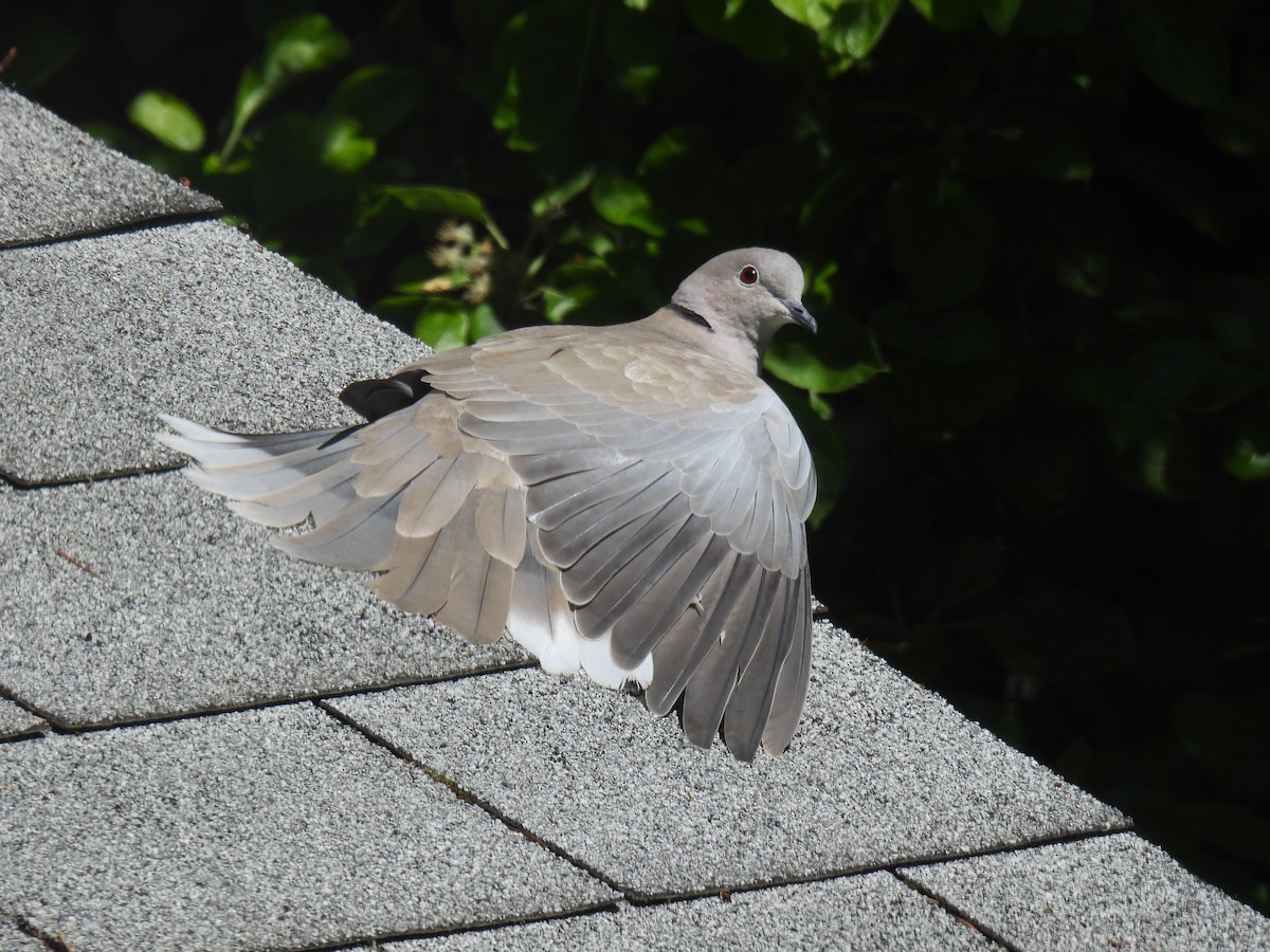 Eurasian Collared-Dove - ML618864241