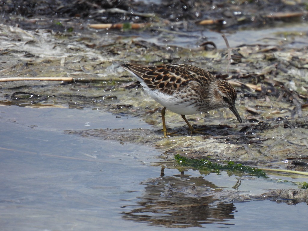 Least Sandpiper - Nasketucket Bird Club