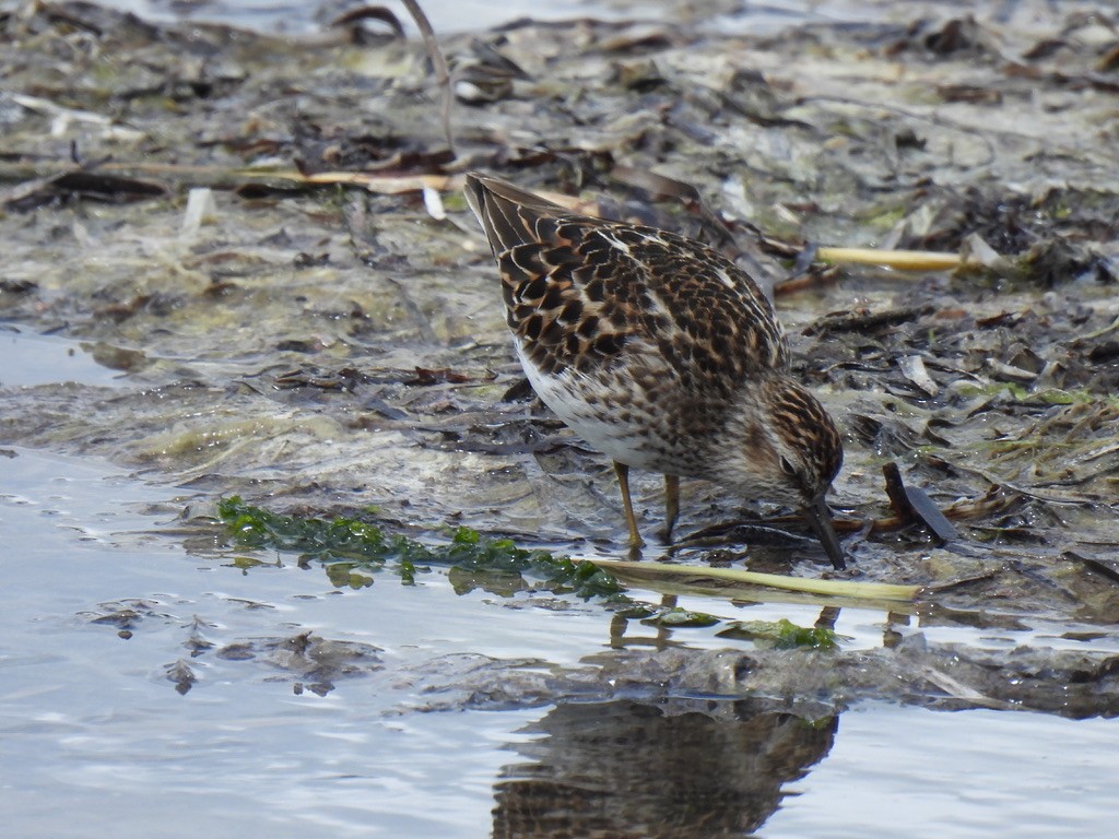 Least Sandpiper - Nasketucket Bird Club