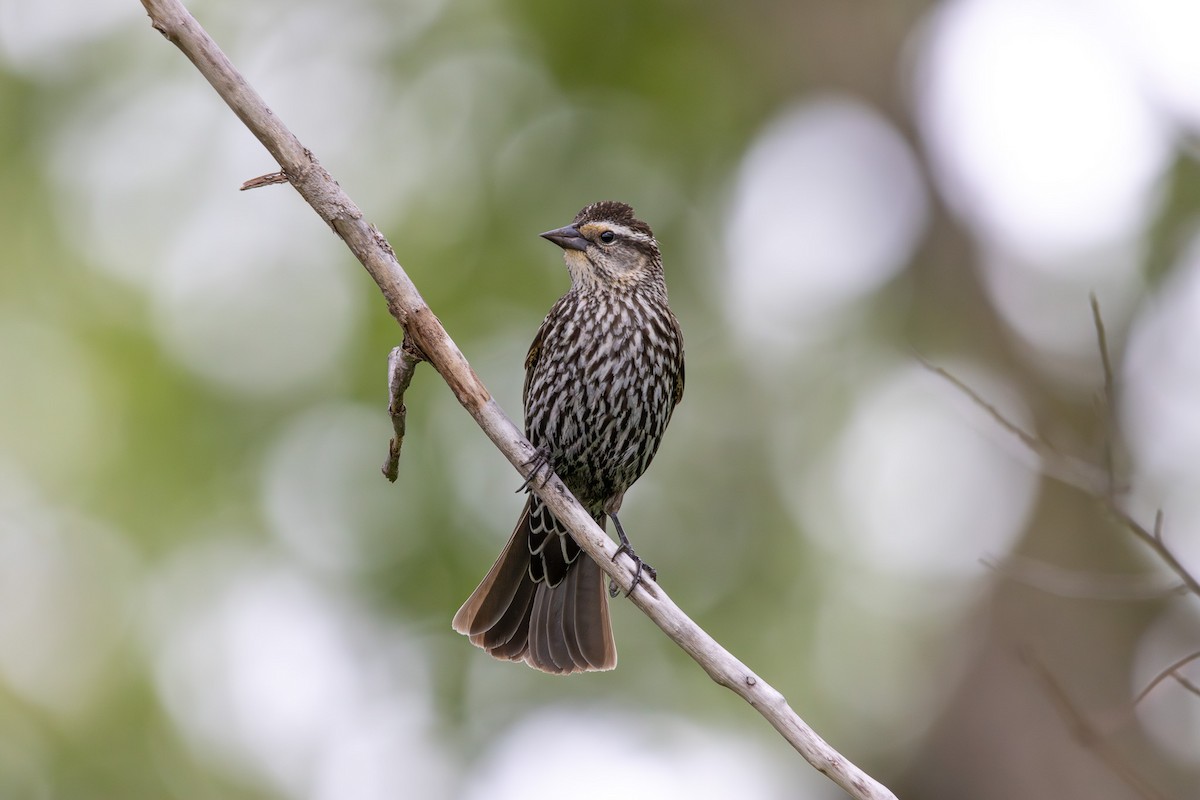 Red-winged Blackbird - ML618864259