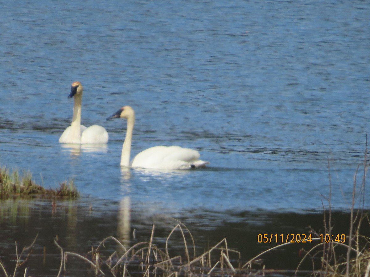 Trumpeter Swan - gabrielle jastrebski