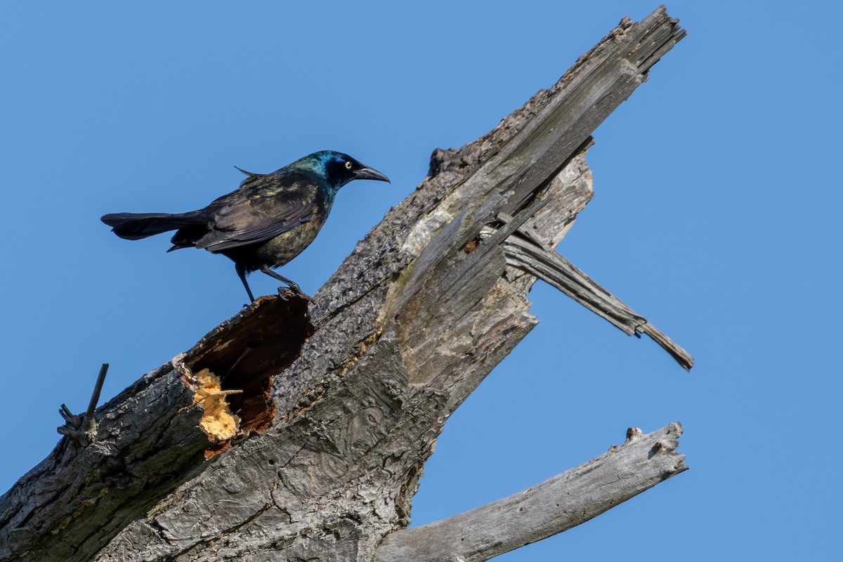 Common Grackle - Joe Schuller