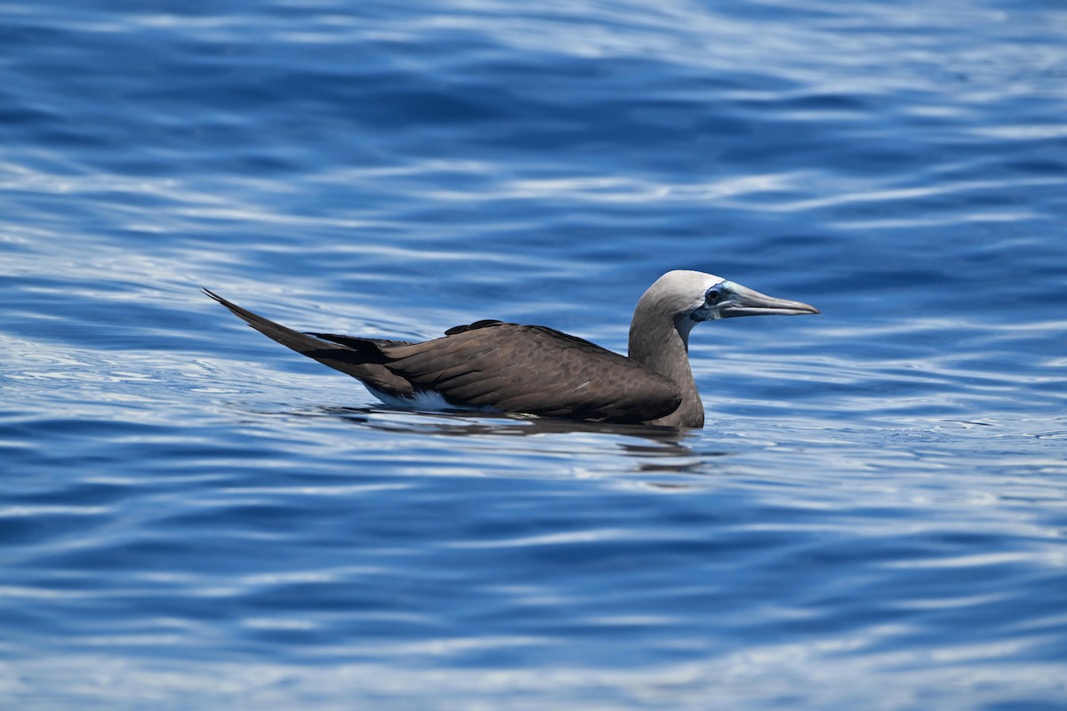 Brown Booby - D T