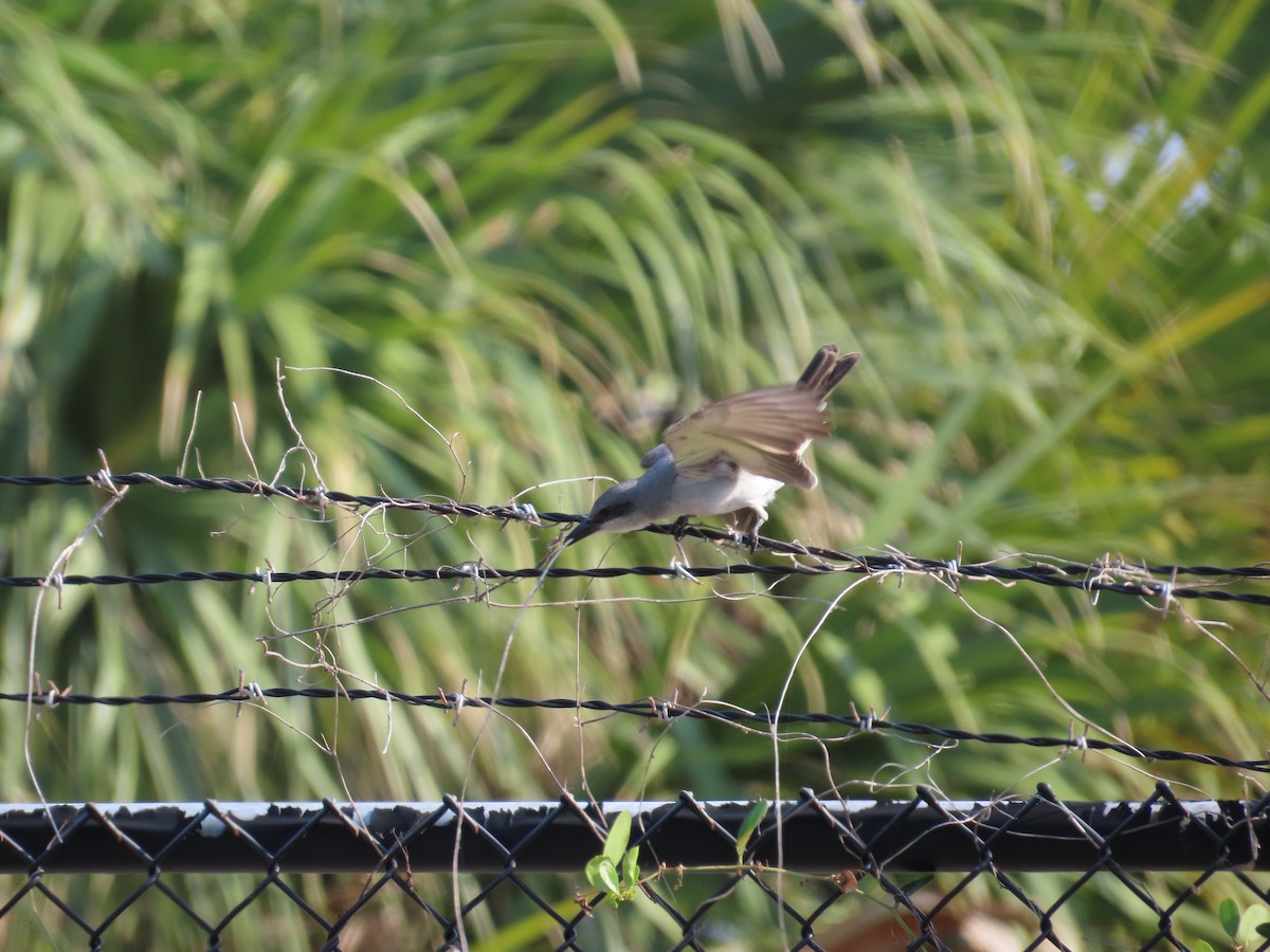 Gray Kingbird - Robin Potvin