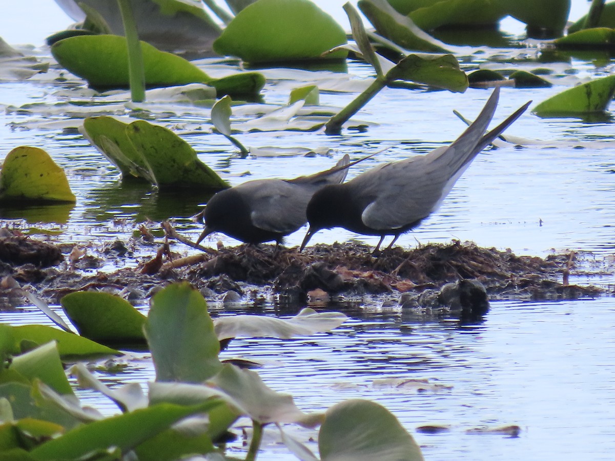 Black Tern - ML618864296