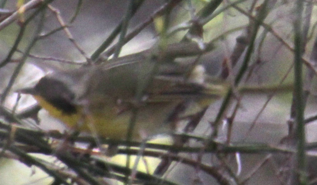 Common Yellowthroat (trichas Group) - Samuel Harris