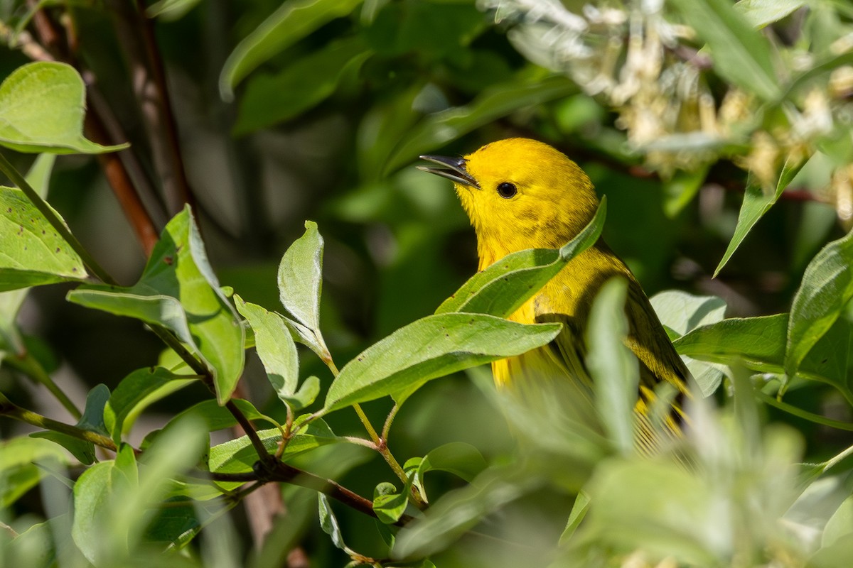 Yellow Warbler - Joe Schuller