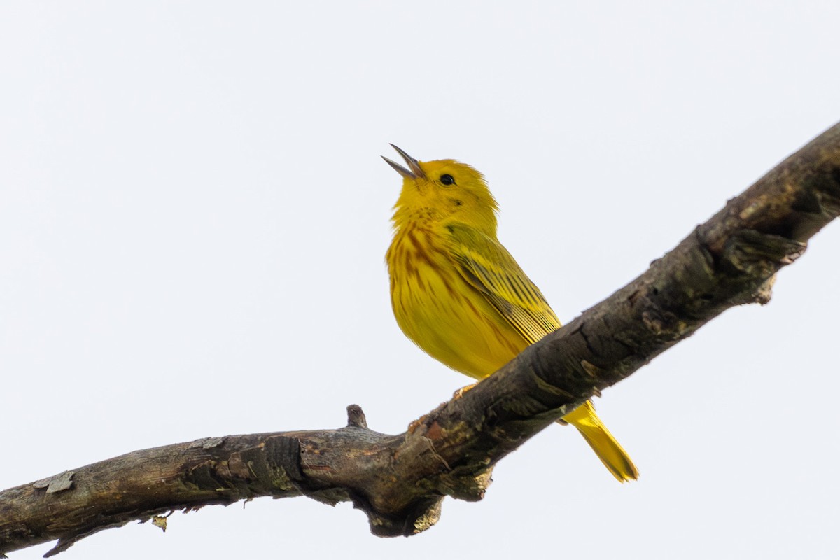 Yellow Warbler - Joe Schuller