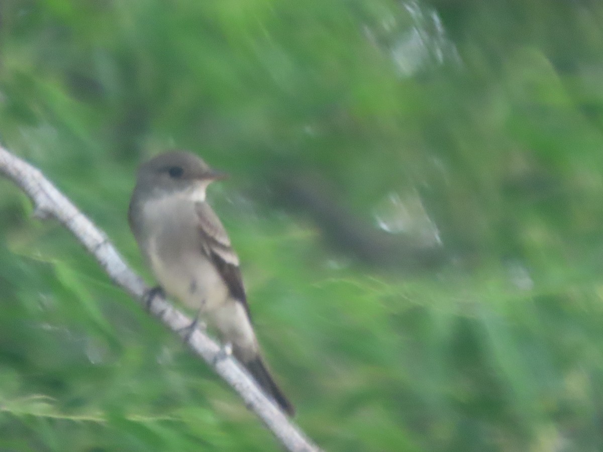 new world flycatcher sp. - Kathleen Williams