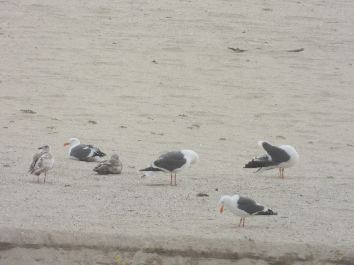 Western Gull - Bill Holland