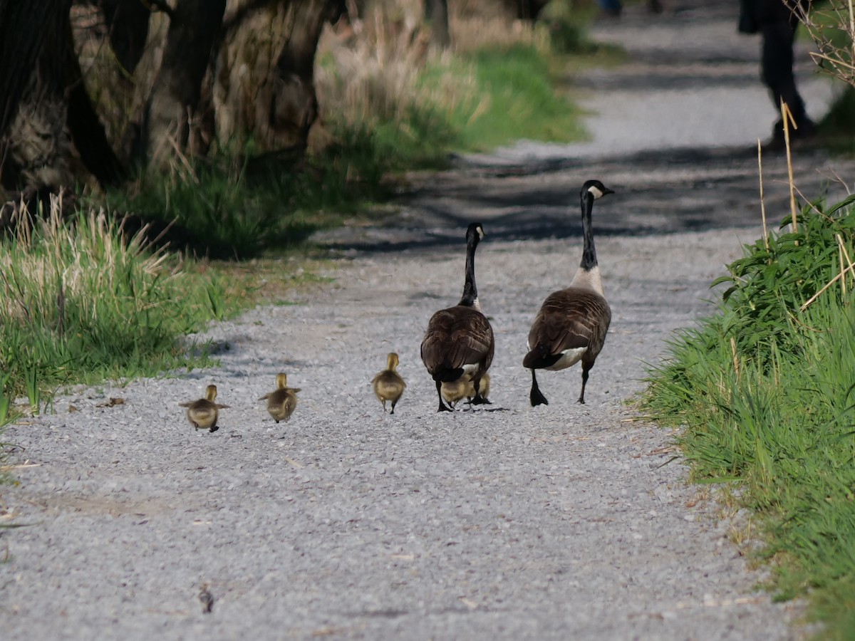 Canada Goose - Lucas Cuffaro