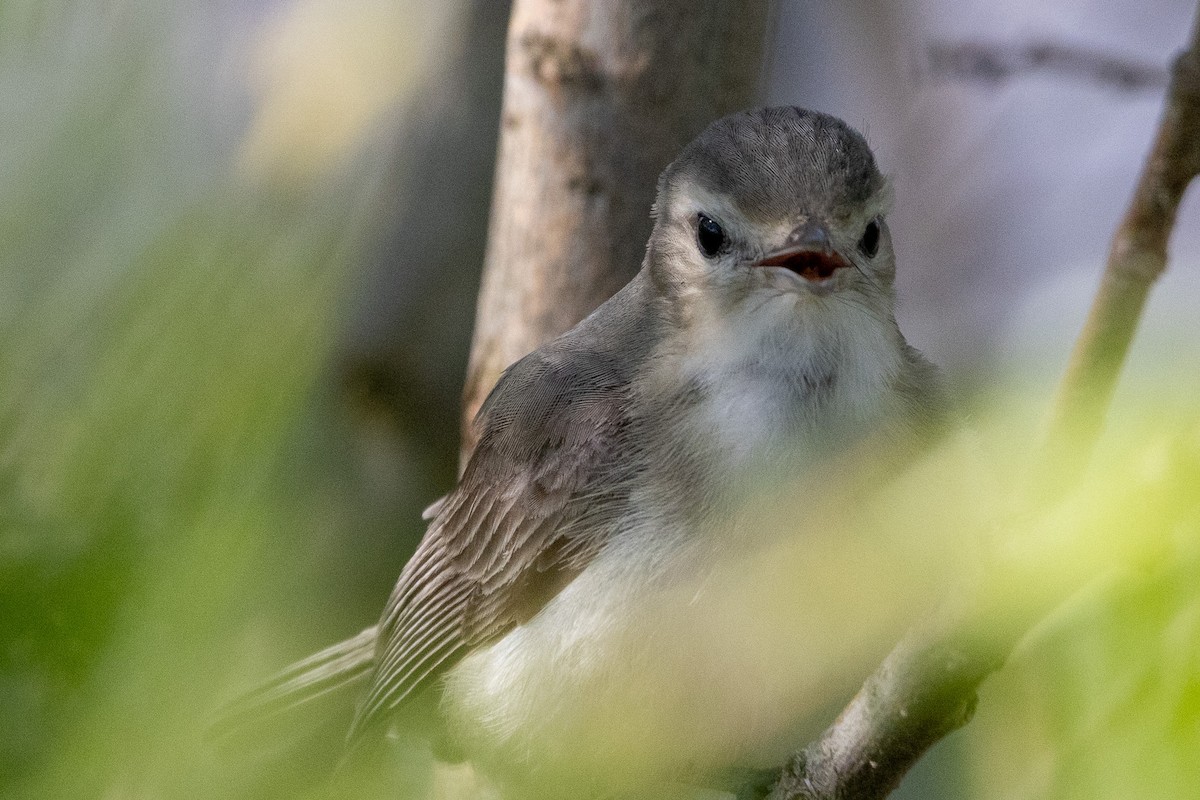 Warbling Vireo - Joe Schuller