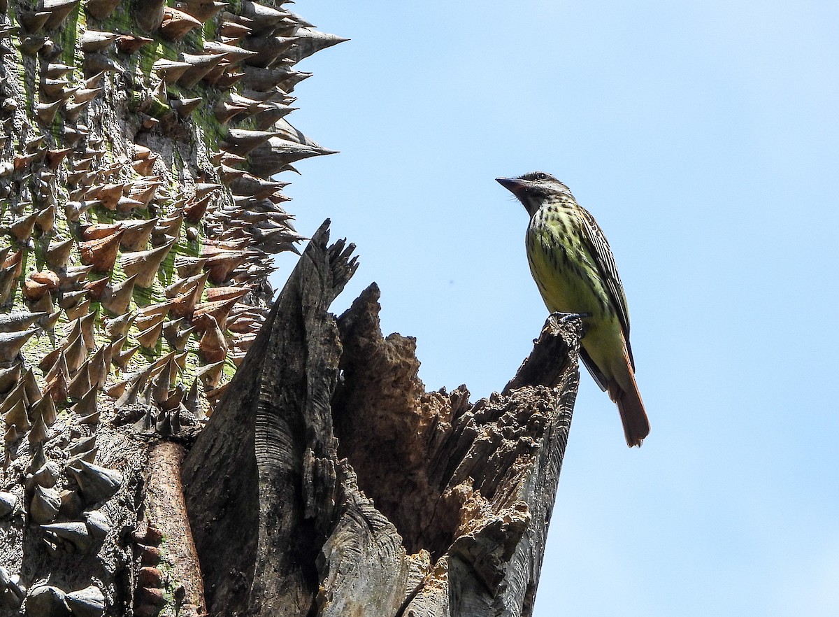 Sulphur-bellied Flycatcher - Nancy Eckardt