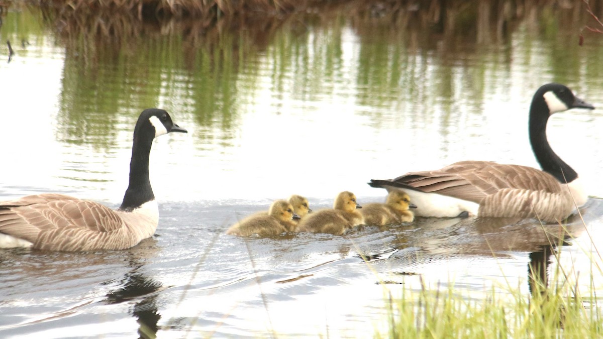 Canada Goose - John Loch