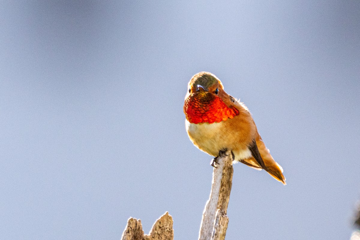 Allen's Hummingbird - Anna Klafter