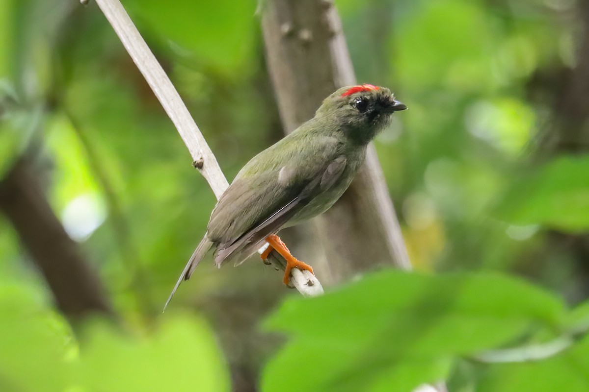 Long-tailed Manakin - Jose Abelardo Sanchez