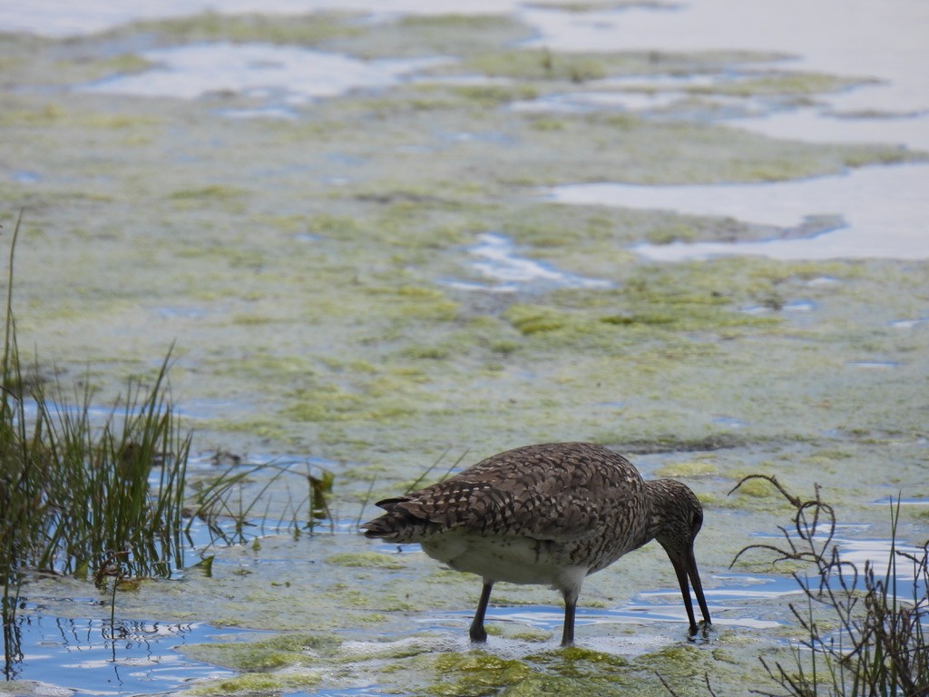 Willet - Nasketucket Bird Club