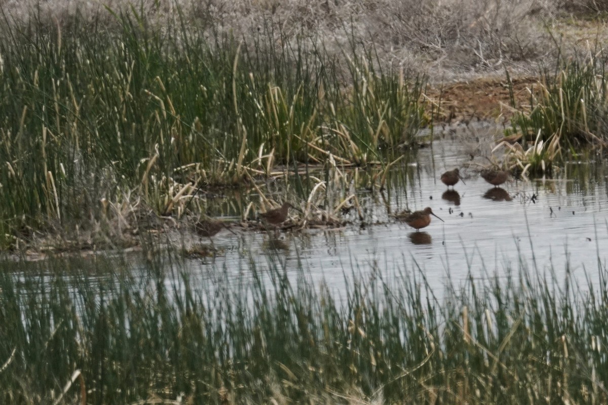 Long-billed Dowitcher - Kristy Dhaliwal