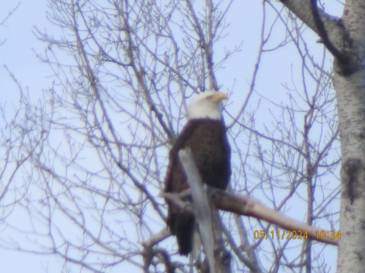 Bald Eagle - gabrielle jastrebski