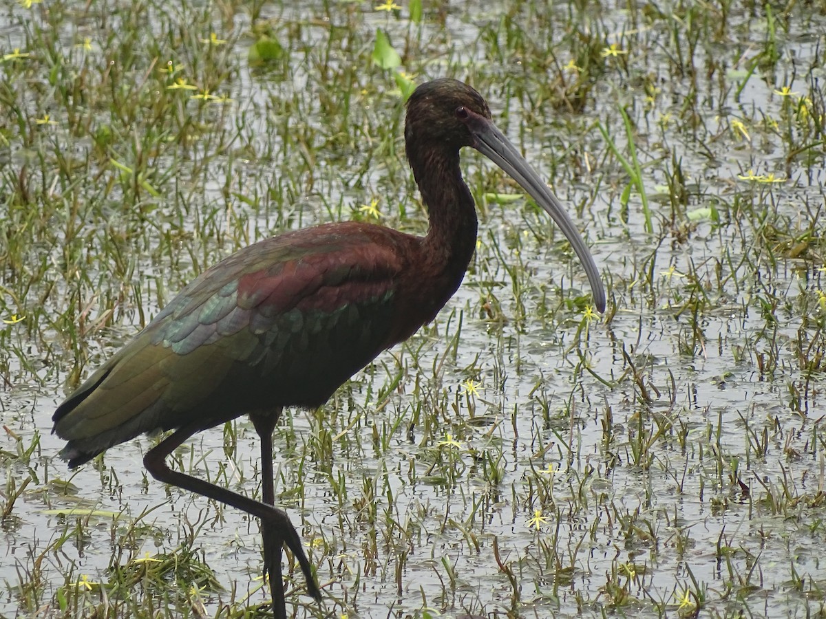 White-faced Ibis - Baylor Cashen