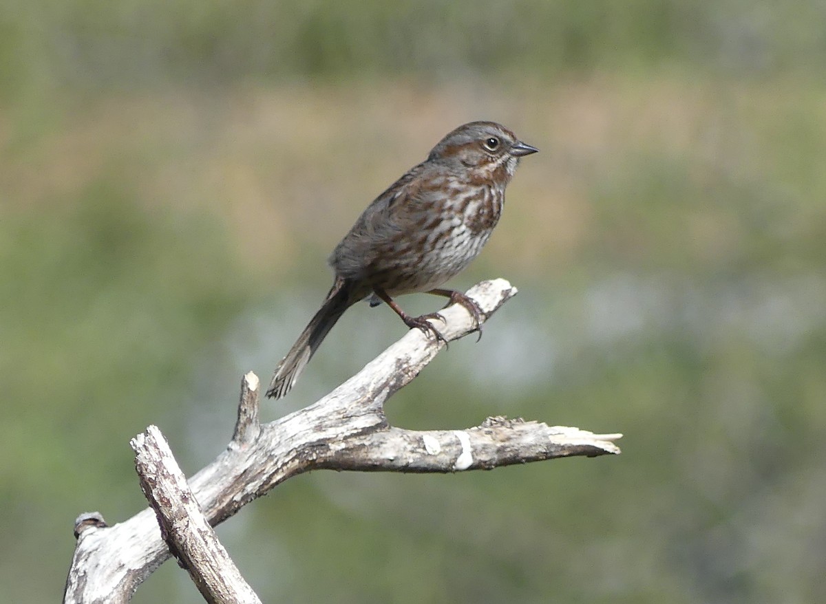 Song Sparrow - ML618864349