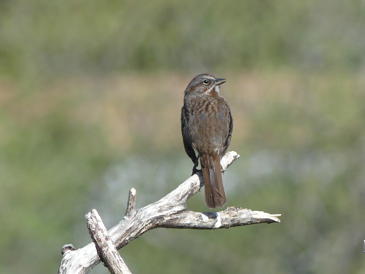 Song Sparrow - ML618864350