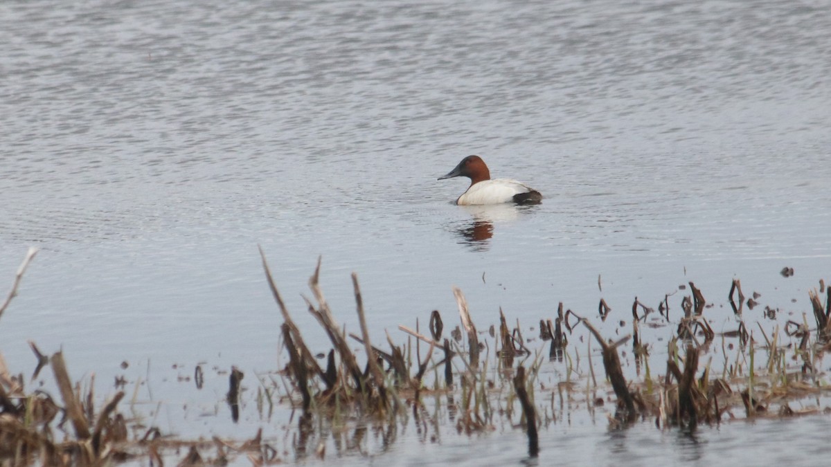 Canvasback - John Loch