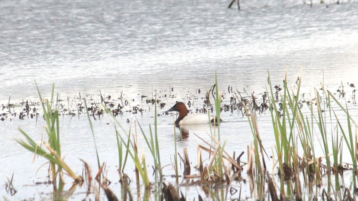 Canvasback - John Loch