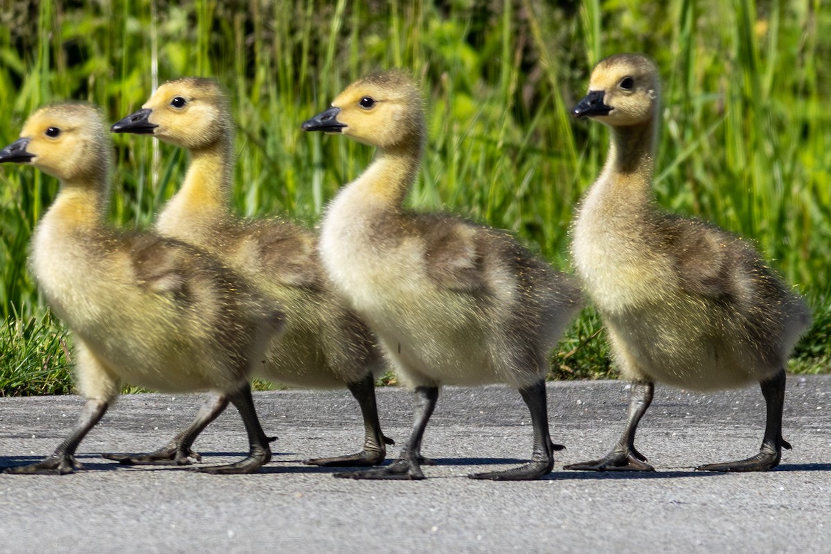 Canada Goose - Joe Schuller