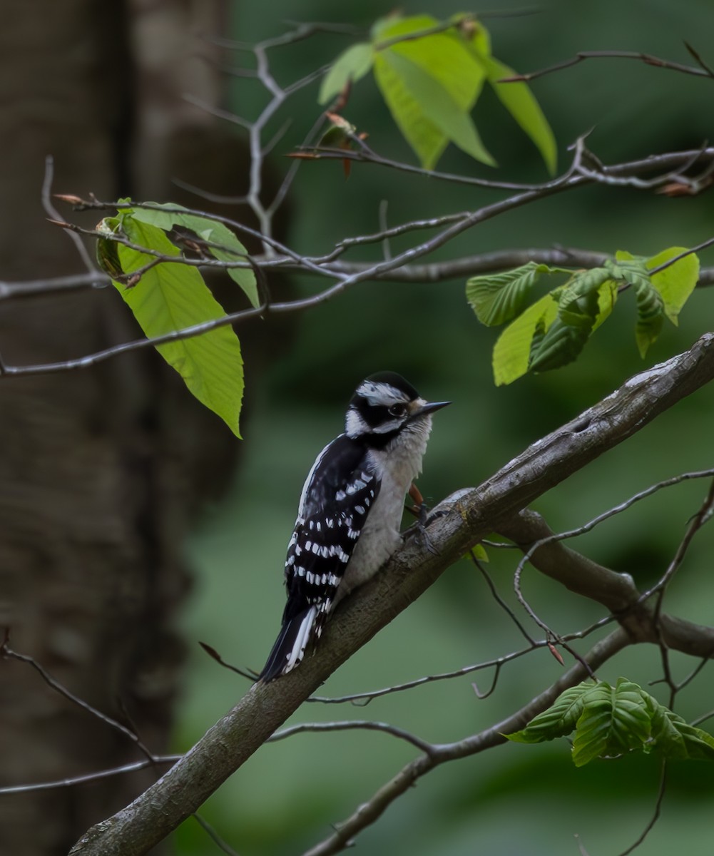 Downy Woodpecker - Anand Ramachandran