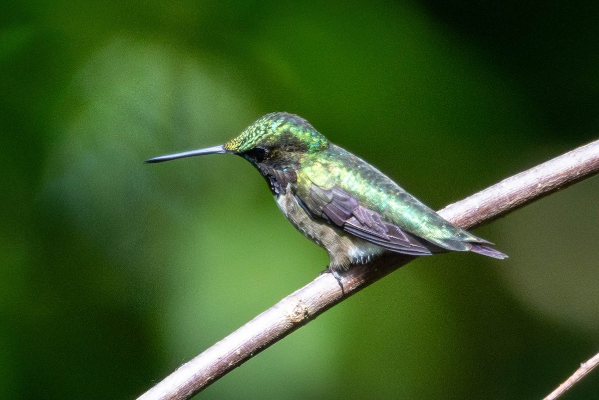 Colibri à gorge rubis - ML618864377