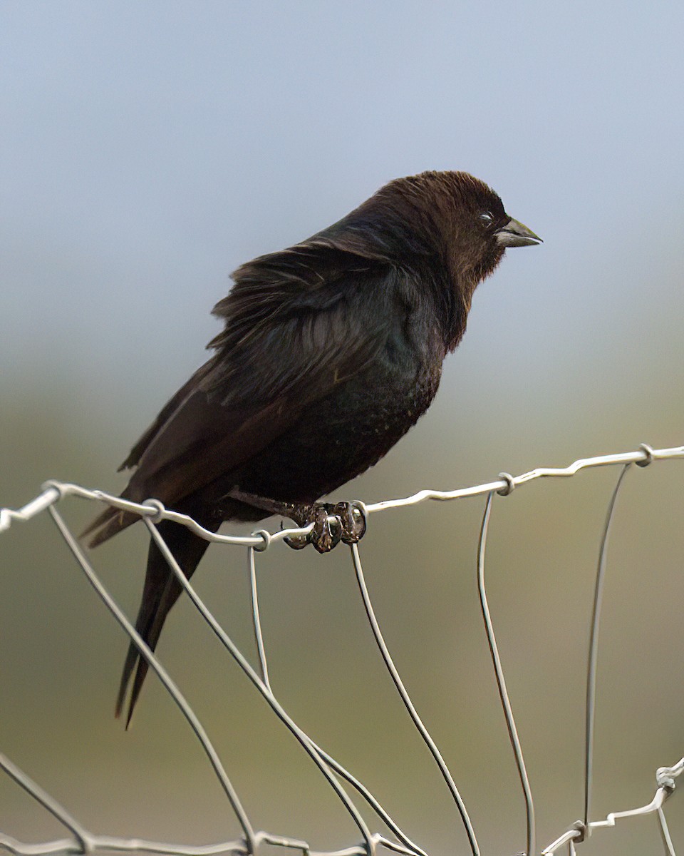 Brown-headed Cowbird - Jonathan Dowell