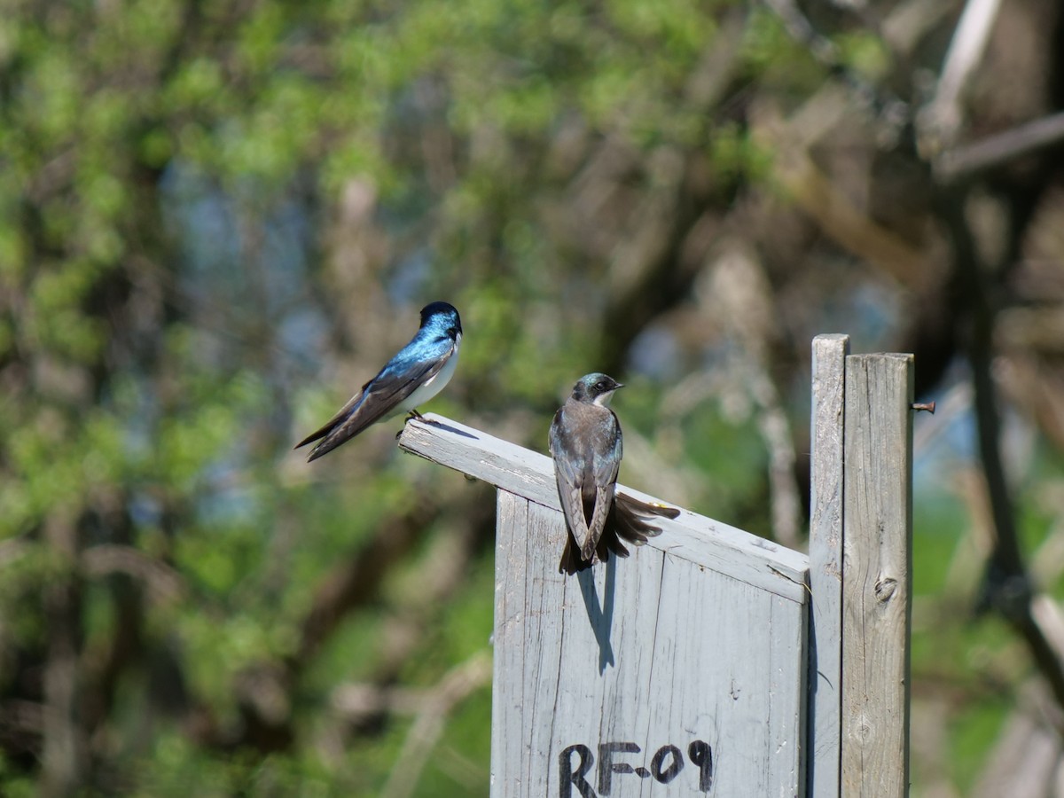 Tree Swallow - Lucas Cuffaro