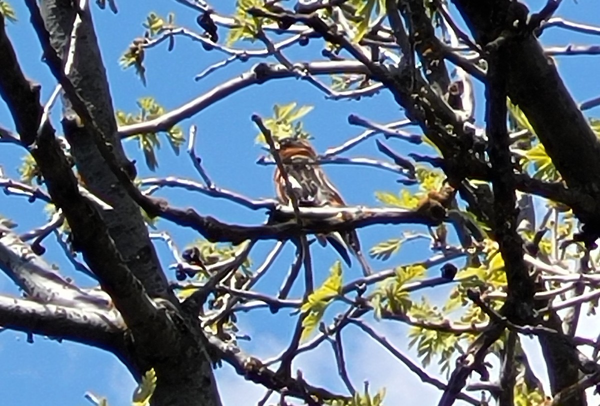 Black-headed Grosbeak - Alyson DeNittis