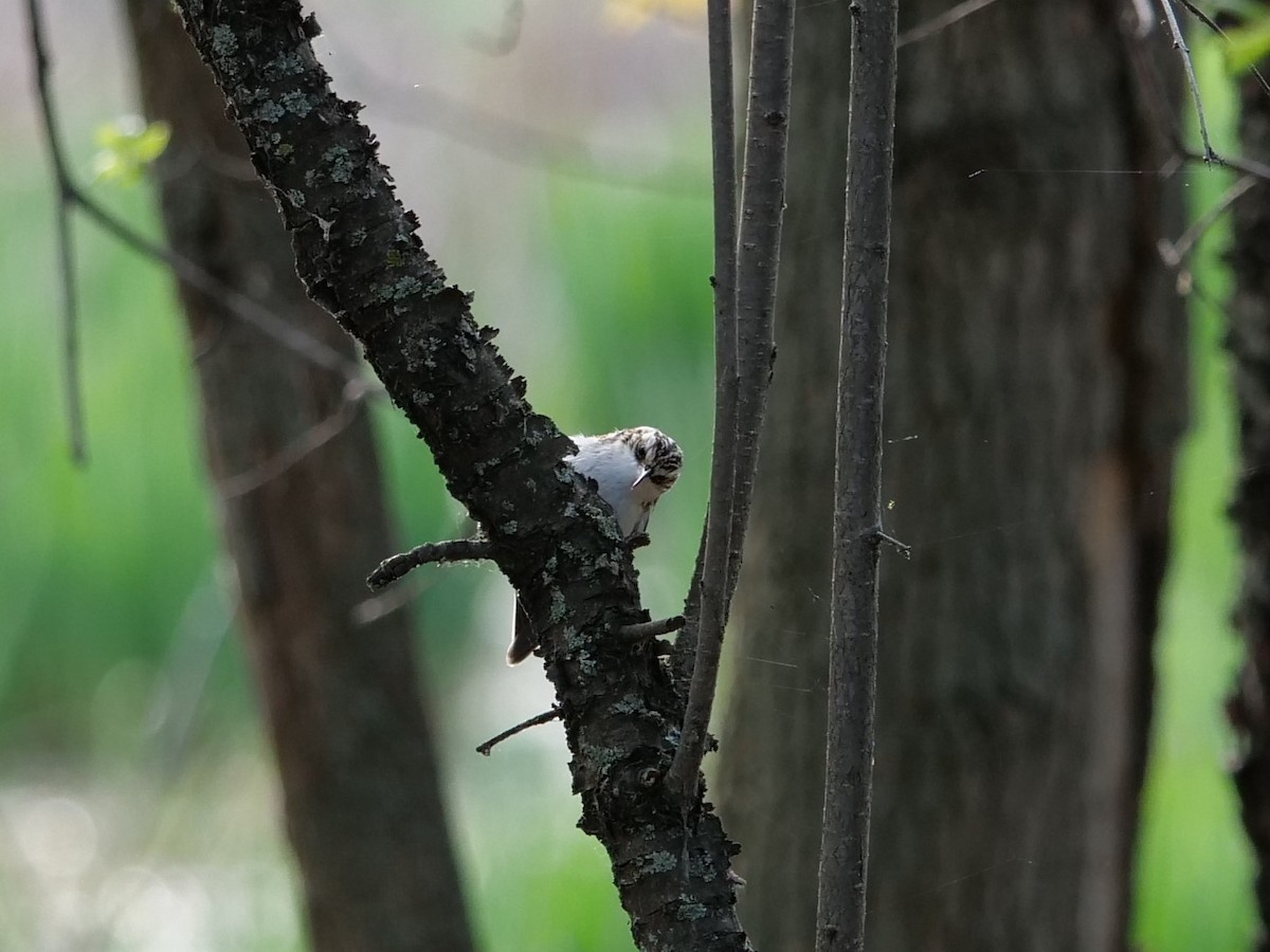 Brown Creeper - Lucas Cuffaro