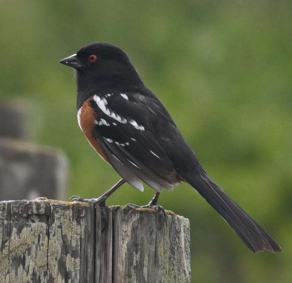 Spotted Towhee - Remigio Miguel